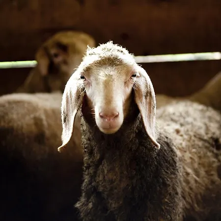 Al Sole Di Cavessago Μπελούνο