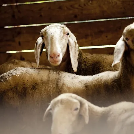 Bed and Breakfast Al Sole Di Cavessago