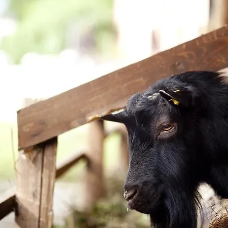 Al Sole Di Cavessago Panzió Belluno