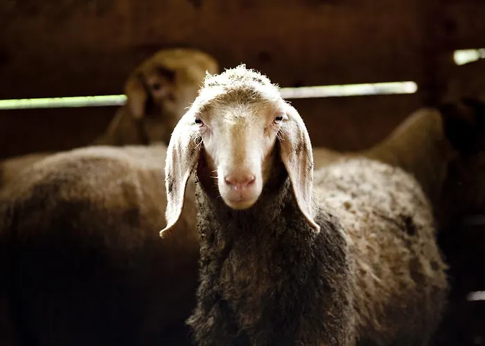 Al Sole Di Cavessago Belluno