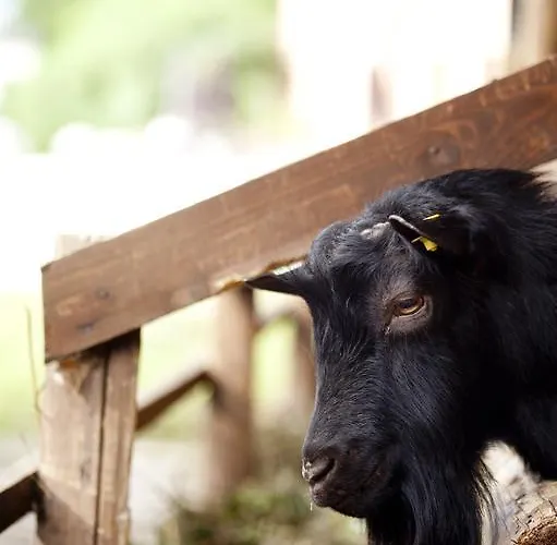 Al Sole Di Cavessago Bed & Breakfast Belluno