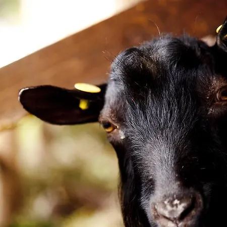 Al Sole Di Cavessago ベッルーノ